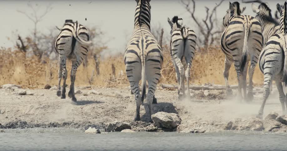 The herd of zebra run from the stream together