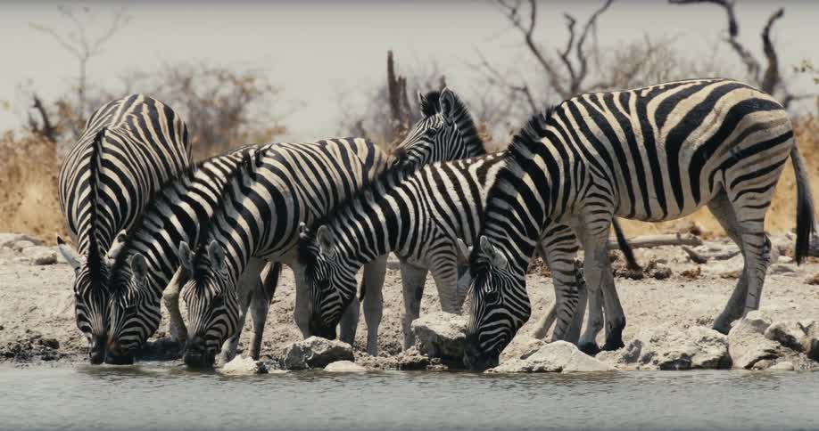Herd of zebras standing along the coast drinking water