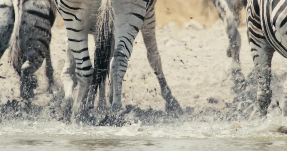 Zebras gathered together drink from a puddle in a dry area and then run away