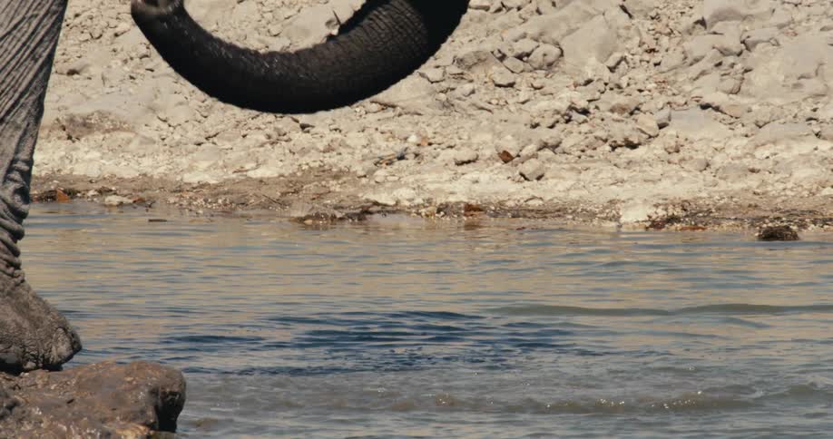 Elephant stands on rocks along the coast and uses its trunk to drink water