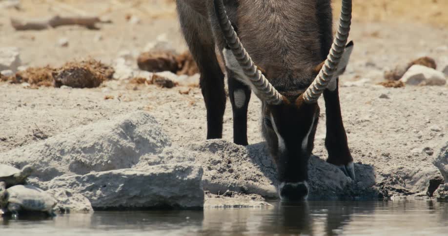 The antelope is drinking water from the stream