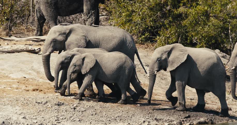 Group of african elephants walks in a line near the edge of a body of water in a savanna area