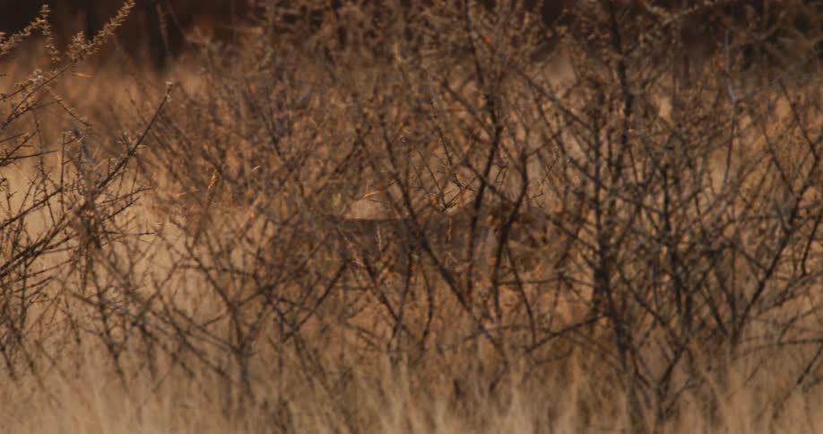 A lion prowls through a dense thicket of dry brush that partially obscures it from view