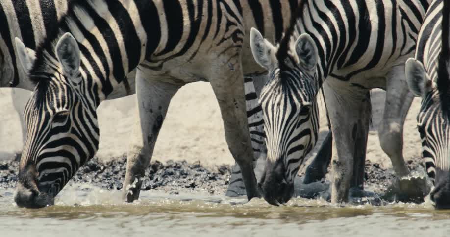 The zebra are drinking from the stream together
