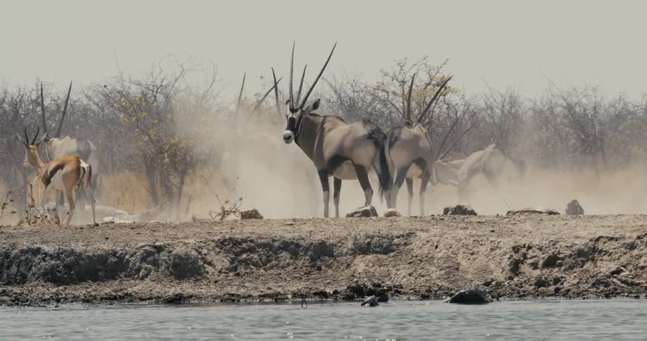 On the dusty banks of a watering hole a herd of oryx and a lone springbok stand as more oryx thunder in from the background kicking up a thick cloud of dust