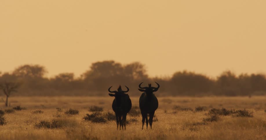 Two wildebeest stand side by side in the savanna under evening light