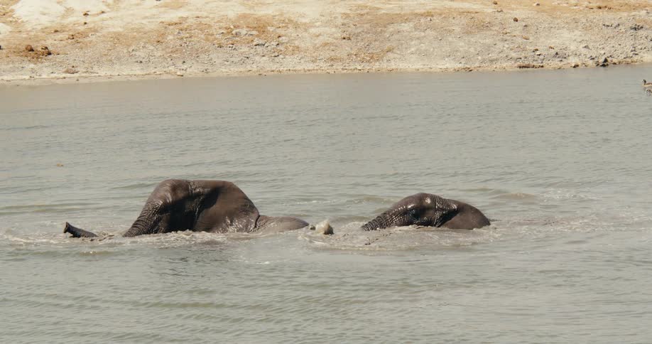 Two elephants are swimming in the water together