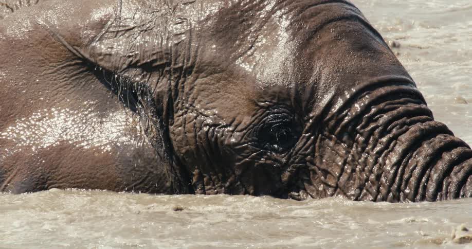 An elephant submerges its head in muddy water splashing and gently moving the water with its trunk as it enjoys a bath