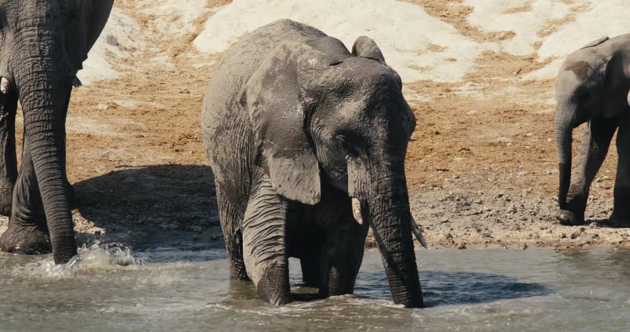 An elephant stands in shallow water near a steep dirt bank flanked by others as it vigorously draws water with its trunk and sprays it over its body while flapping its ears