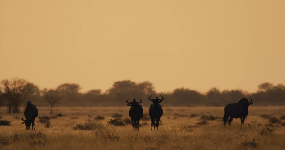 Horned animals silhouetted against a yellow sky