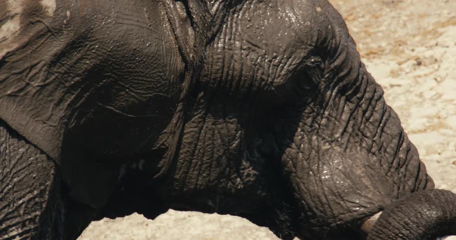 African elephant moves its trunk close to the ground showing its wrinkled skin