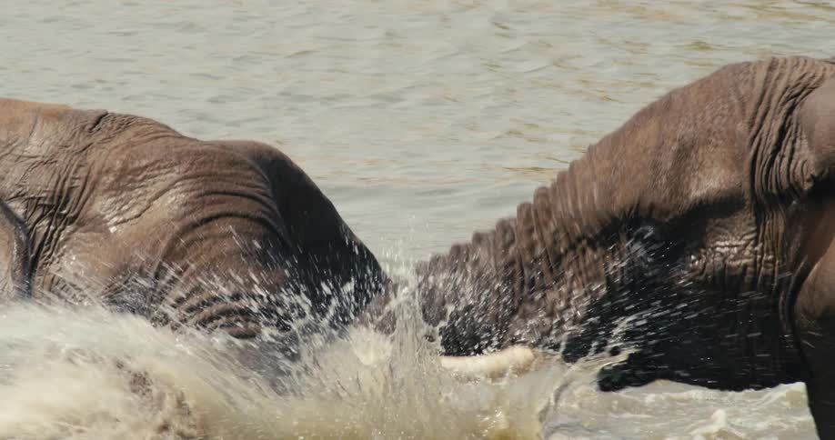 In the churned waters of a river two massive elephants engage in a spirited sparring match locking tusks and creating sprays of water as they push forcefully against one another