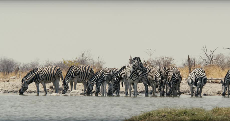 A herd of zebra drinking water