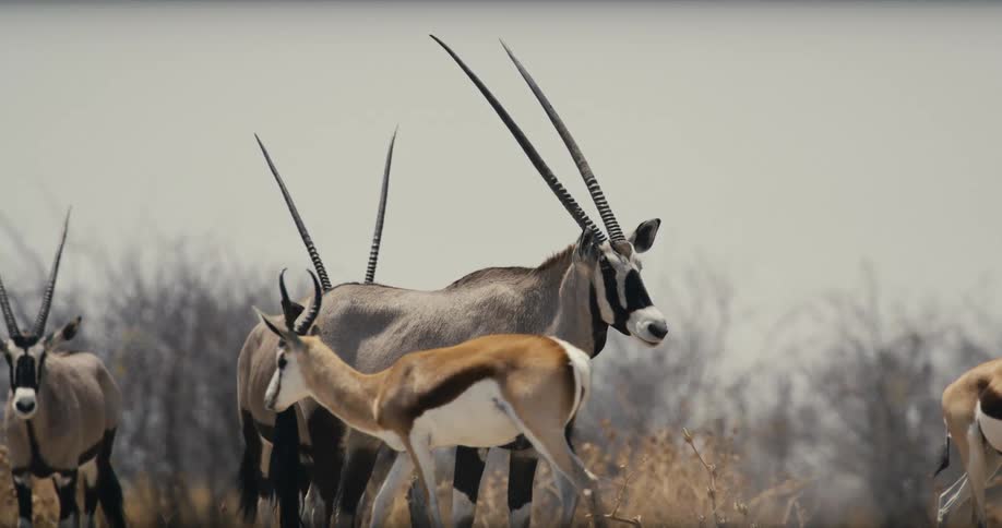 A large antelope stands in dry grassland while smaller antelopes move and interact around the herd under bright light