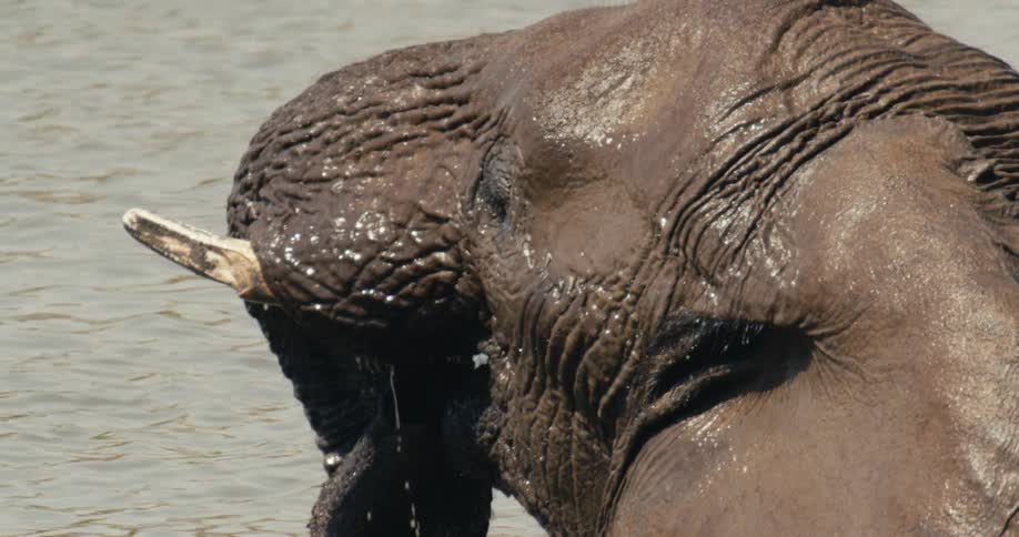 A closeup view captures an elephant in the water as it lifts its trunk splashing water around its head before submerging its trunk tip and momentarily exposing its tusk