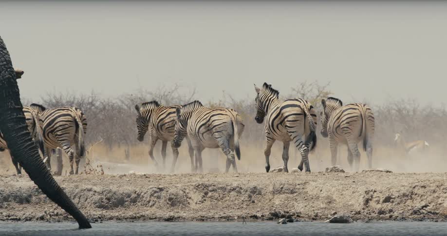 A herd of zebras trots across a dusty plain kicking up clouds of sand as they move