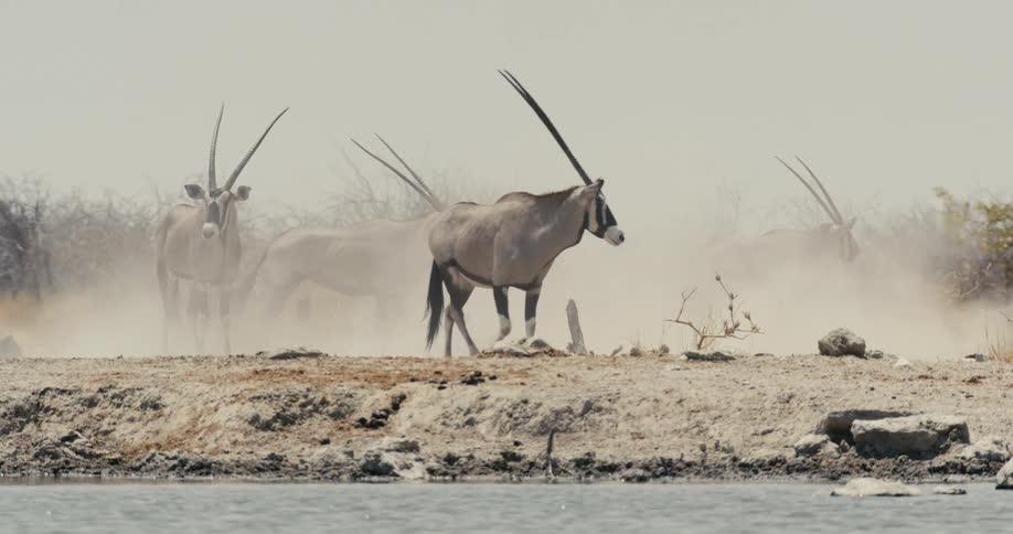 Oryxes walking along the edge of a lake in the savanna