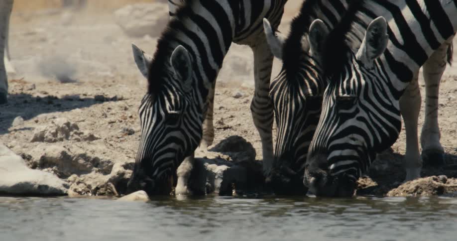 Zebras with snouts in water drink in arid setting