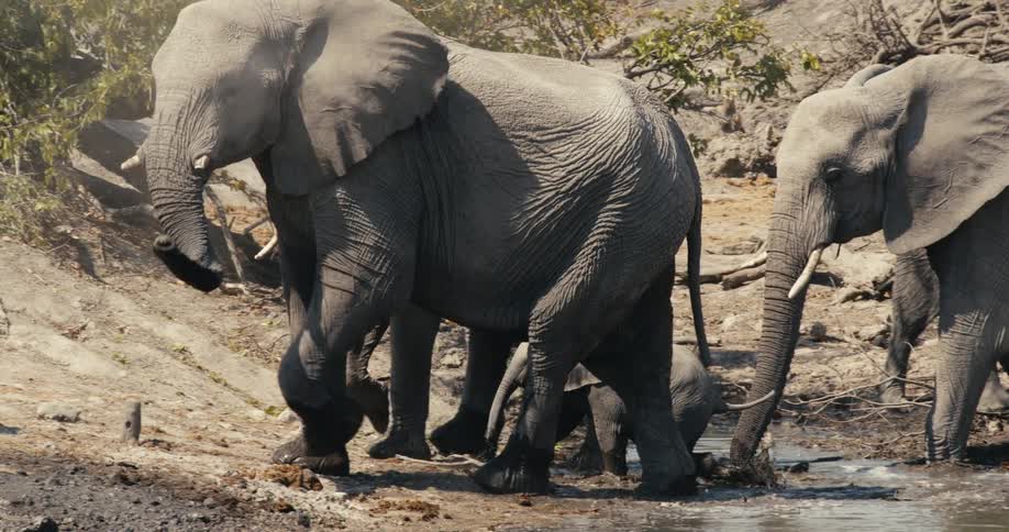 A baby elephant follows a herd of elephants