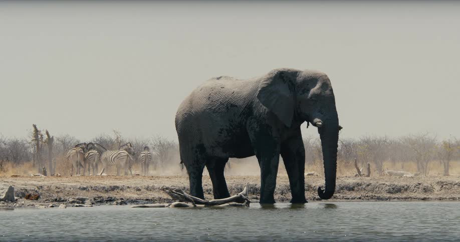 A group of zebra are behind the large elephant