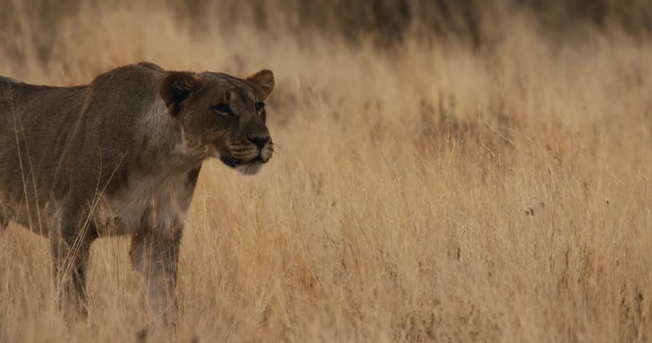 Close up of a lioness stalking prey while hunting in the savanna during daytime