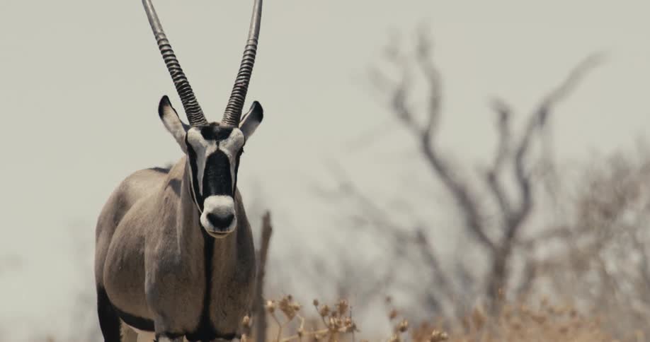 A gemsbok with two long horns stands still in the wild looking around