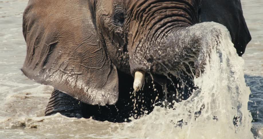 The elephant swings its trunk splashing water all over