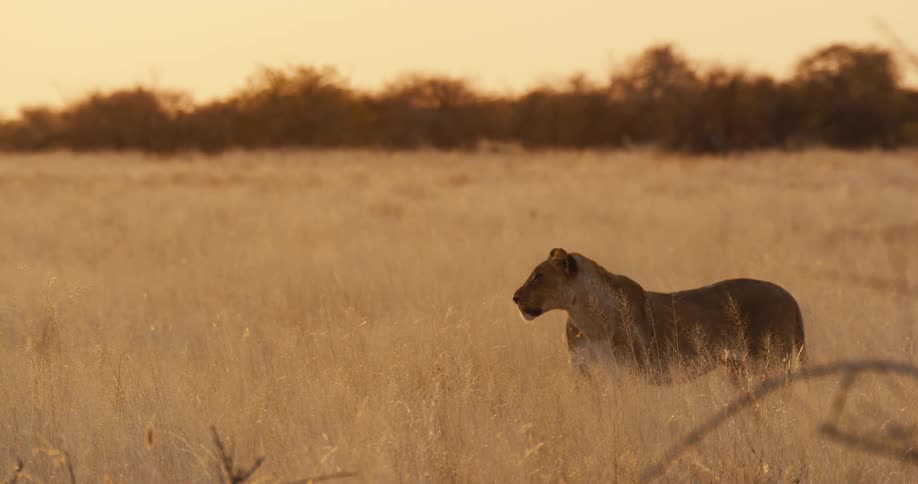 Lioness standing on grassland in safari at midday