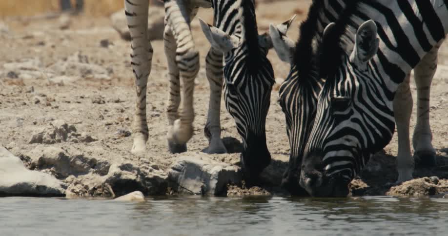 Zebras clustered drinking water at a pool surrounded by rocky ground and sparse vegetation