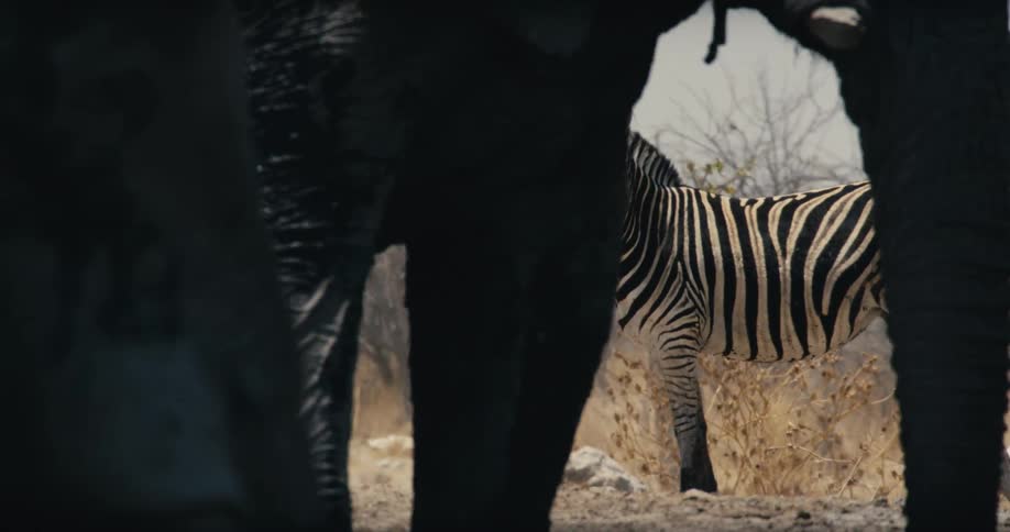 Zebras walking between elephant legs on dry ground