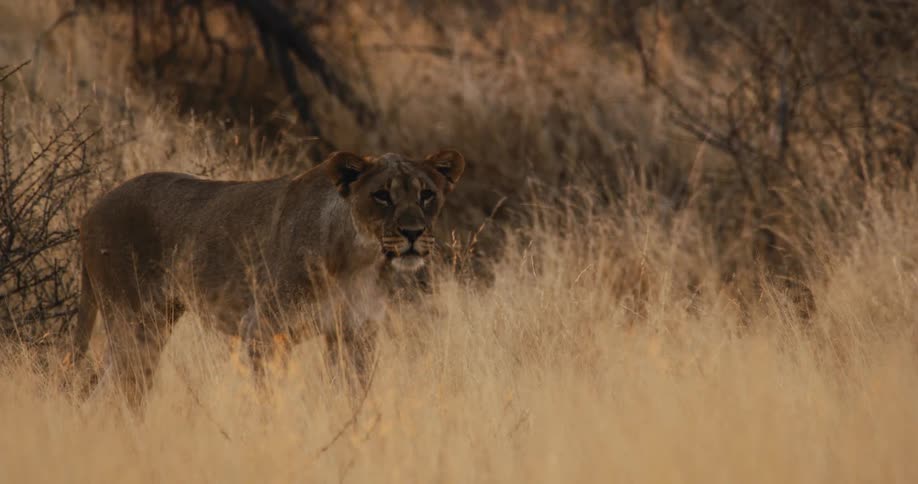 A lioness walks through the safari jungle at midday among dry brown grasses