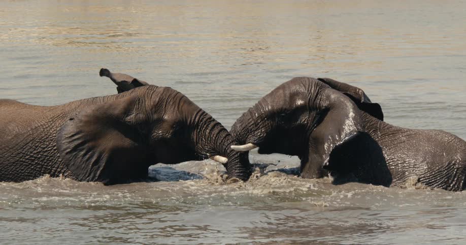 Two large gray african elephants with tusks are seen engaging with each other in shallow muddy water appearing to either be playing or mockfighting with their trunks and heads close together