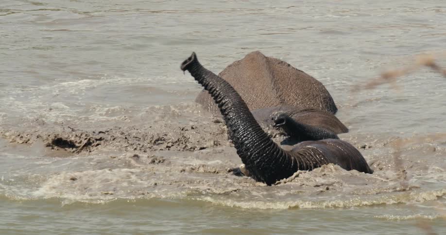 An elephant bathes in the river at midday submerging itself