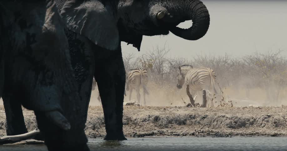 The zebra walk away from the stream as the elephant drinks water