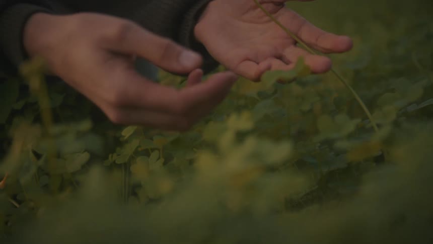 Human hands are gently touching or separating lush green clover or similar lowlying foliage in a soft lowlight setting