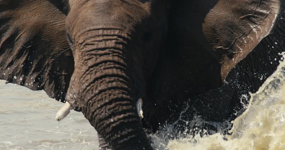 African elephant raises its trunk as water splashes around during a river crossing