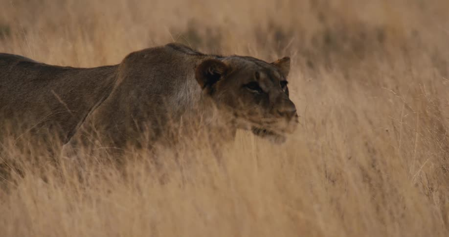 A lioness moves quietly through tall dry grass her gaze fixed forward in the wild
