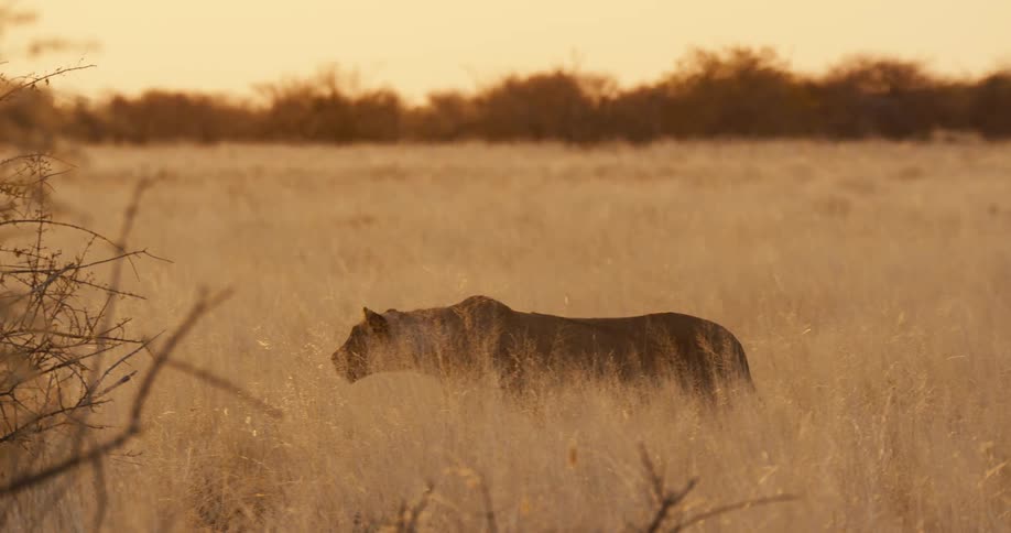 Lioness walks through golden grass under warm evening light