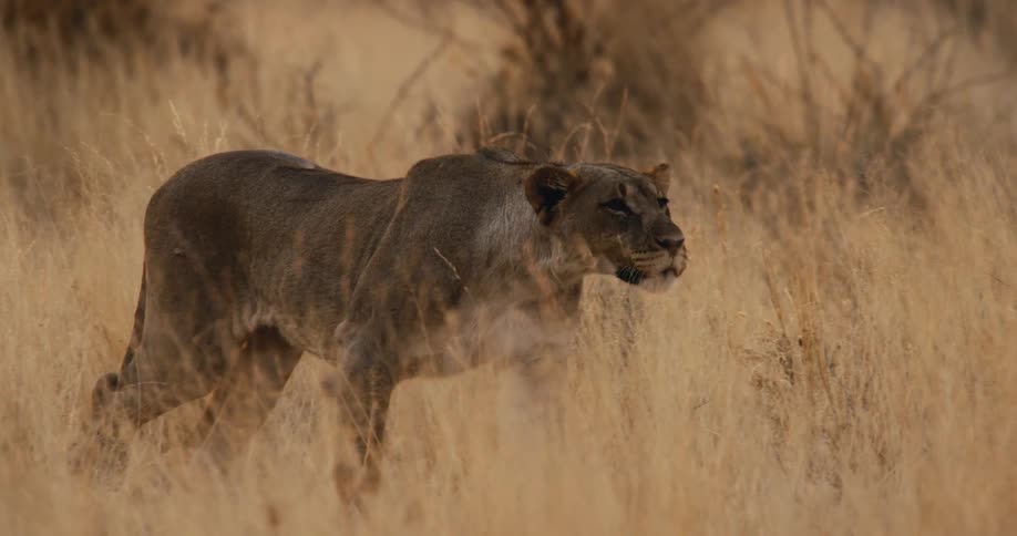 Lioness moves slowly through the savannah among dry vegetation