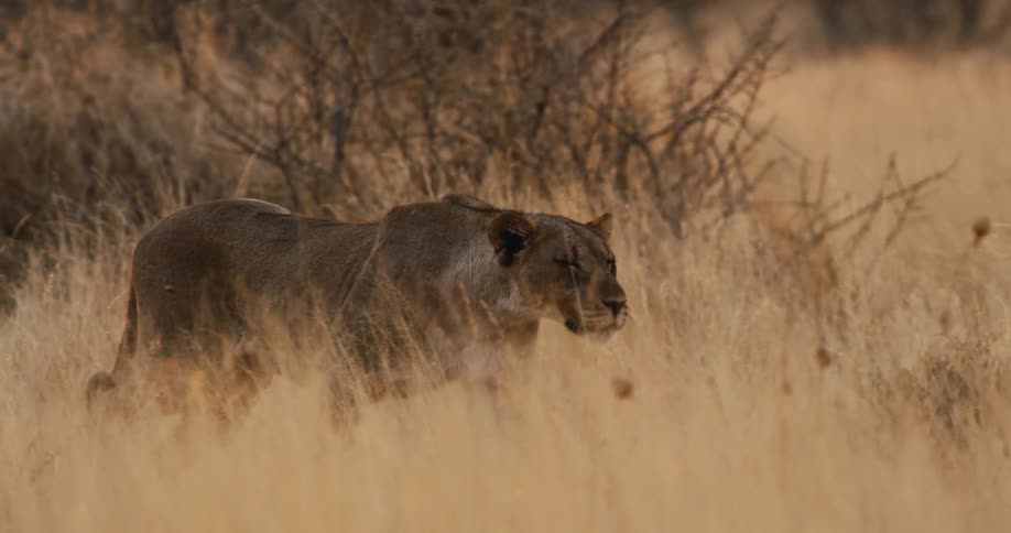 Lioness moves through dry grass in savanna with sparse trees