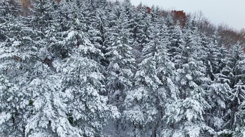 An aerial view pans slowly across a dense forest of pine trees their branches heavily blanketed in a fresh layer of white snow