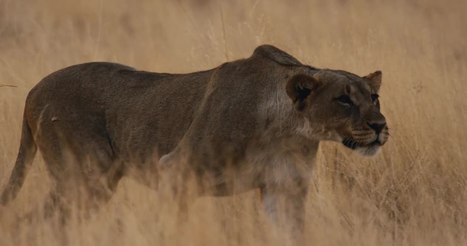 Lioness in profile walking through dry grass with alert expression and camouflaged fur