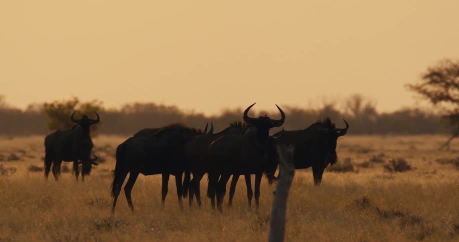 Herd of wildebeest stands together in the savanna at sunset