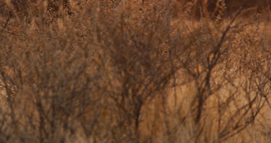 A lioness walks through the tall dry brush of a savanna