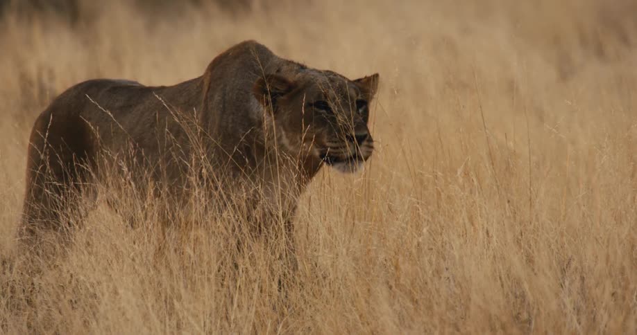 Lioness moving through dry grass with camouflaged fur under clear sky