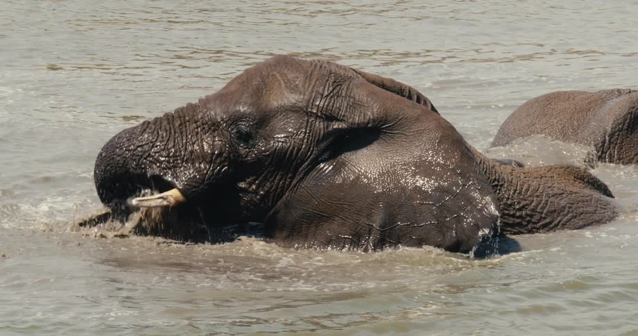 Submerged deep in the murky currents a massive elephant playfully rolls its head back sending sprays of water into the air before sinking beneath the surface with its trunk raised