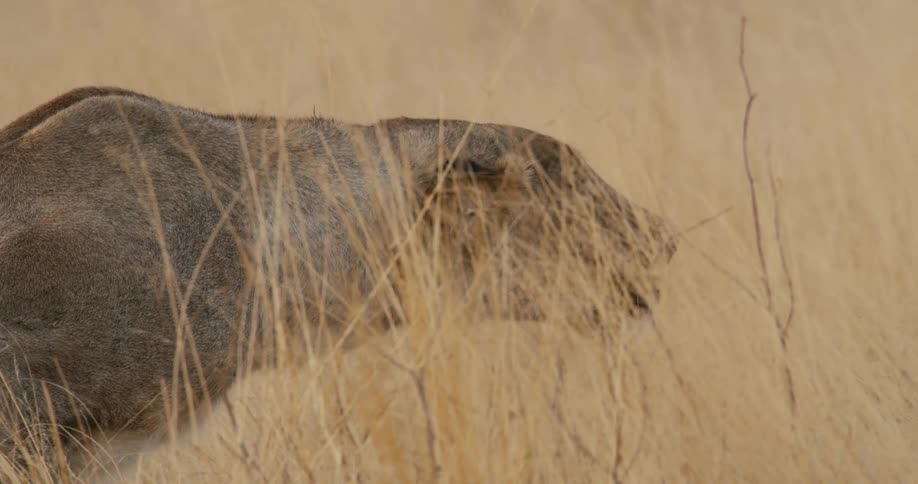 Lioness walking through dry grass with slightly open mouth and camouflaged fur