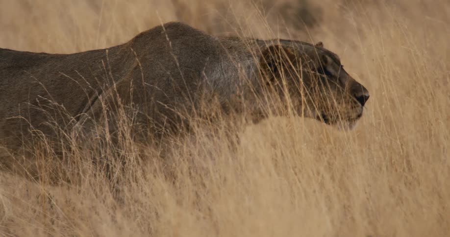 The lion creeps forward through the tall grass