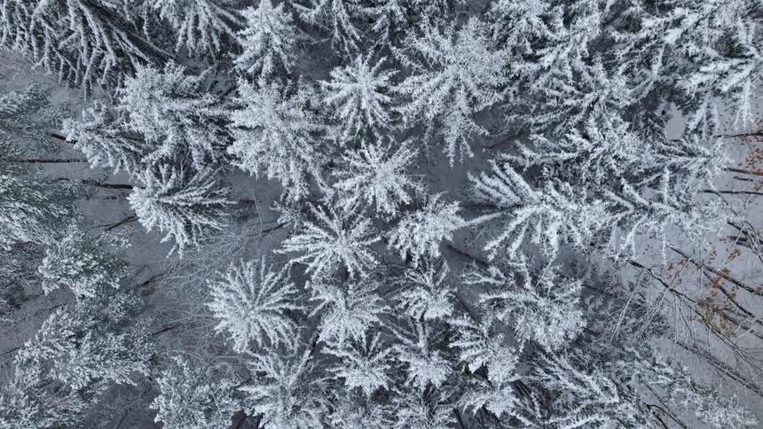 Snow covered trees in the woods move in the wind