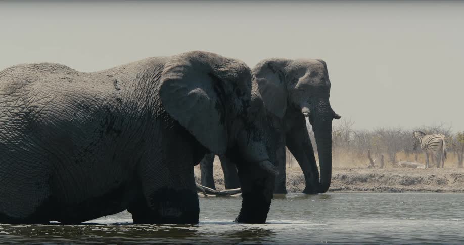 Elephants stand in shallow water as a zebra walks along the coast